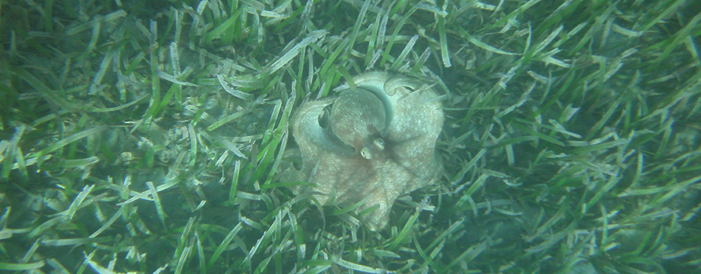 Octopus at Bahia Tamarindo