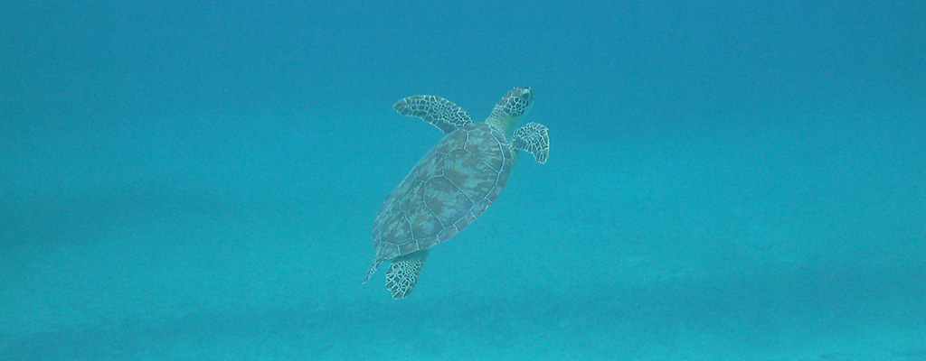 Culebra’s Turtles